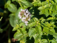 Mentha x piperita Bttjebll - Friesische Minze (BIO)