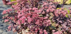 Sedum Telephium-Hybride Karfunkelstein - Hohe Fetthenne (BIO)