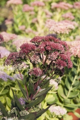 Sedum Telephium-Hybride Matrona - Hohe Fetthenne (BIO)