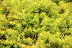 Sedum reflexum Angelina - Gold-Tripmadam (BIO)