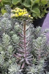 Sedum refelxum Elegans - Silber-Tripmadam (BIO)