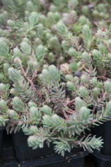 Sedum refelxum Elegans - Silber-Tripmadam (BIO)