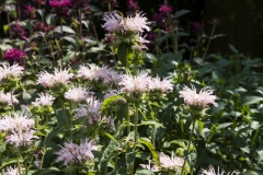 Monarda Fistulosa-Hybride Fishes - Indiandernessel (BIO)