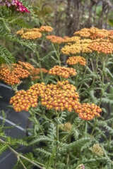 Achillea Filipendulina-Hybride Feuerland - Schafgarbe