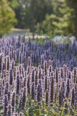 Agastache Hybride Blue Fortune - Blaunessel