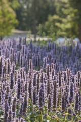 Agastache Hybride Blue Fortune - Blaunessel (BIO)