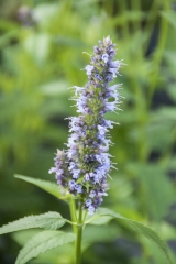 Agastache Hybride Blue Fortune - Blaunessel