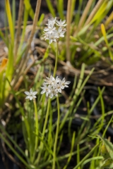 Allium tuberosum - Schnitt-Knoblauch (BIO)