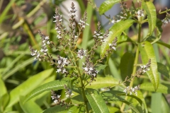 Aloysia citrodora Orange - Orangenverbene (BIO)