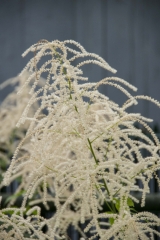 Aruncus dioicus - Wald-Geibart (BIO)