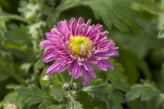 Chrysanthemum Indicum-Hybr. Corinna - Herbst-Chrysantheme (BIO)