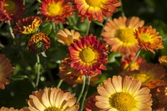 Chrysanthemum Indicum-Hybr. Dernier Soleil - Herbst-Chrysantheme (BIO)