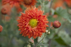 Chrysanthemum Indicum-Hybr. Paul Boissier - Herbst-Chrysantheme (BIO)