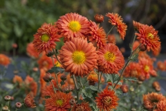 Chrysanthemum Indicum-Hybr. Paul Boissier - Herbst-Chrysantheme (BIO)