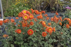 Chrysanthemum Indicum-Hybr. Paul Boissier - Herbst-Chrysantheme (BIO)