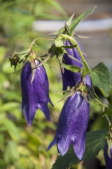 Campanula x punctata Sarastro - Grobltige Glockenblume (BIO)