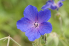 Geranium himalayense x pratense Spinners - Storchschnabel