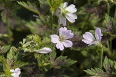 Geranium x oxonianum Katherine Adele - Oxford-Storchschnabel (BIO)