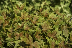 Geranium x oxonianum Katherine Adele - Oxford-Storchschnabel (BIO)