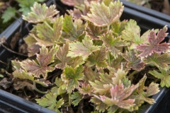 Geranium x oxonianum Katherine Adele - Oxford-Storchschnabel (BIO)