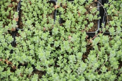 Hypericum perforatum - Echtes Johanniskraut (BIO)