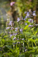 Nepeta sibirica - Sibirische Katzenminze (BIO)