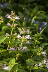 Nepeta subsessilis Sweet Dreams - Sitzende Katzenminze (BIO)