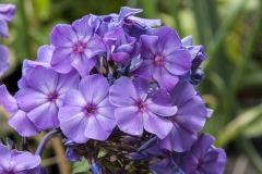 Phlox paniculata Blue Paradise - Sommer-Phlox (BIO)