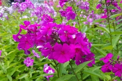 Phlox paniculata Dsterlohe - Sommer-Phlox (BIO)