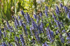 Salvia nemorosa Blauhgel - Steppen-Salbei (BIO)