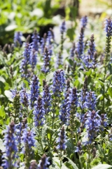 Salvia nemorosa Blauhgel - Steppen-Salbei (BIO)