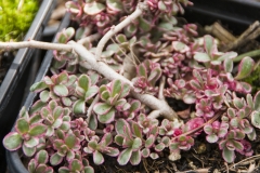 Sedum spurium Tricolor - Kaukasus-Fetthenne