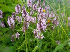 Stachys officinalis Pinky - Rosa Heil-Ziest (BIO)