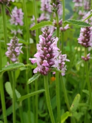 Stachys officinalis Pinky - Rosa Heil-Ziest (BIO)