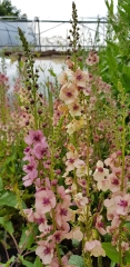 Verbascum Hybride Southern Charm - Pastell-Knigskerze (BIO)