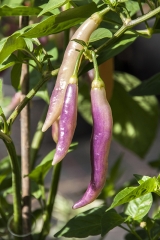 Chili Aji Challuaruro Amarillo - Pflanze (BIO), Schrfegrad 6