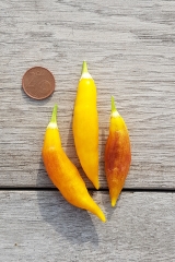 Chili Aji Challuaruro Amarillo - Pflanze (BIO), Schrfegrad 6