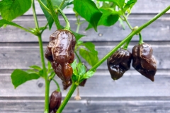 Chili Black Naga - Pflanze (BIO), Schrfegrad 10 +