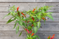 Chili Cabai Chili Tree - Pflanze (BIO), Schrfegrad 9