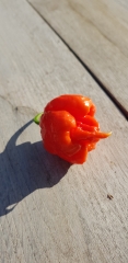 Chili Carolina Reaper - Pflanze (BIO), Schrfegrad 10 +++