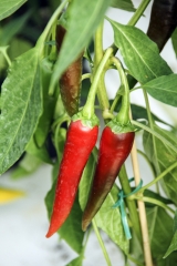 Chili De Cayenne - Pflanze (BIO), Schrfegrad 8