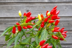 Chili Feuerküsschen - Pflanze (BIO), Schärfegrad 5