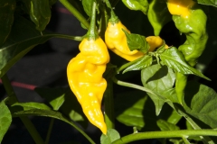 Chili Habanero Hot Lemon - Pflanze (BIO), Schrfegrad 10