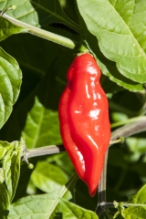 Chili Habanero Hot Paper Lantern - Pflanze (BIO), Schrfegrad 9