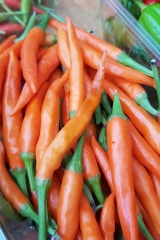 Chili Laterna de foc - Pflanze (BIO), Schrfegrad 8