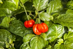Chili Habanero NuMex Suave Red - Pflanze (BIO), Schrfegrad 1
