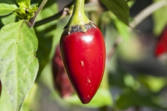 Chili Jalapeo Purple - Pflanze (BIO), Schrfegrad 7 - NEU