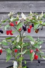 Chili Purple Tiger - Pflanze (BIO), Schrfegrad 5-6