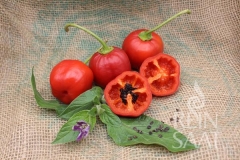 Chili Rocoto manzano - Pflanze (BIO), Schrfegrad 8