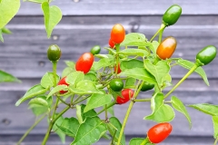 Chili Tepin (berwinterte Pflanzen) - Pflanze (BIO), Schrfegrad 9
